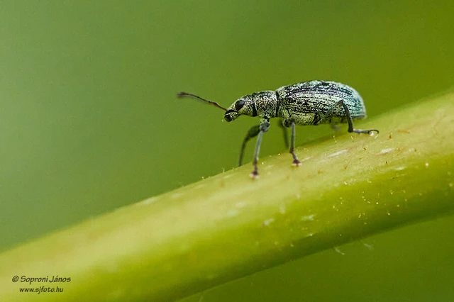 Coleoptera - Bogarak