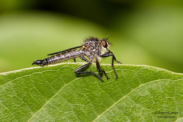 Diptera - Kétszárnyúak