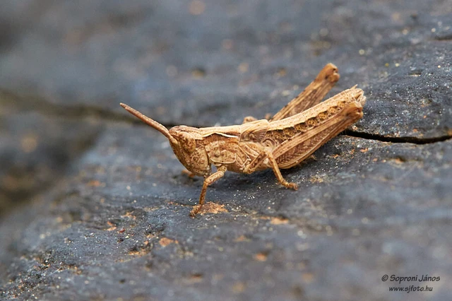 Orthoptera - Egyenesszárnyúak