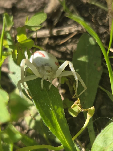 Misumena vatia - viráglakó karolópók