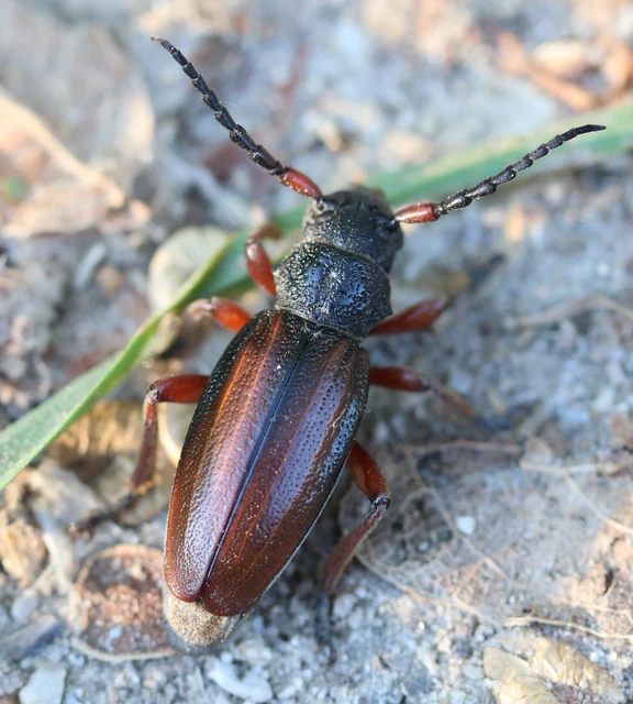Dorcadion fulvum - barna gyalogcincér