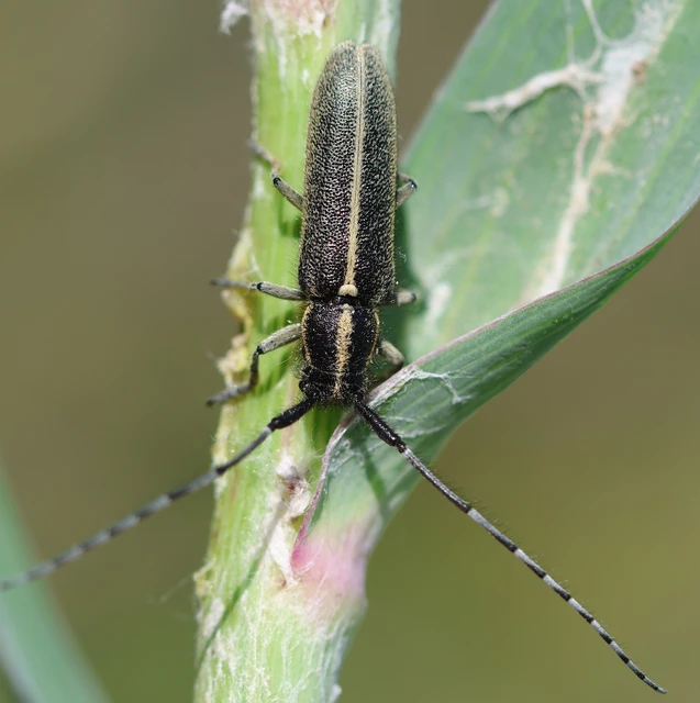 Agapanthia cardui - sávos bogáncscincér