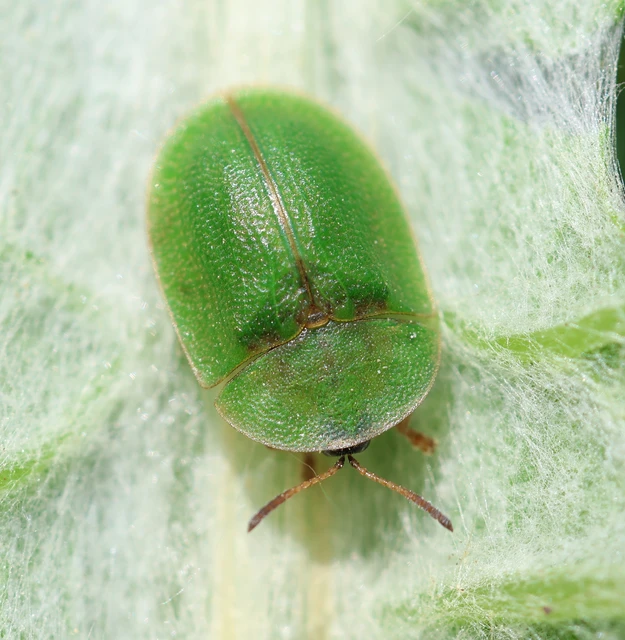 Cassida rubiginosa - lapos pajzsbogár