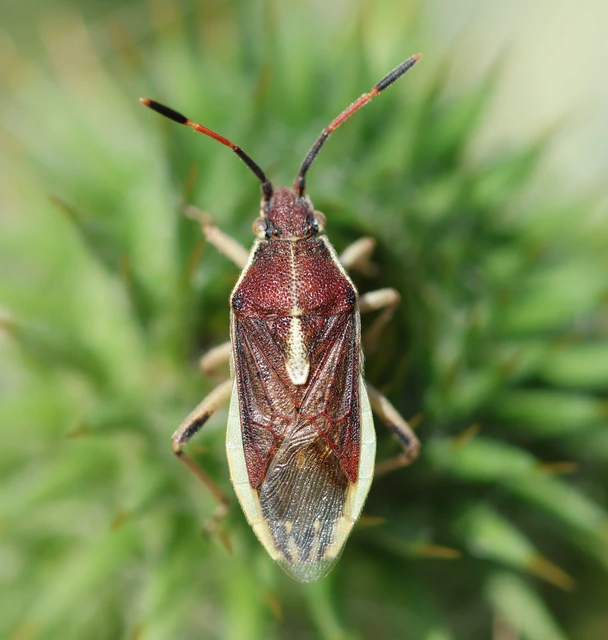 Maccevethus