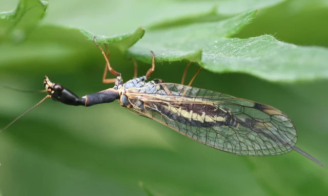 Raphidioptera - Tevenyakú-fátyolkák