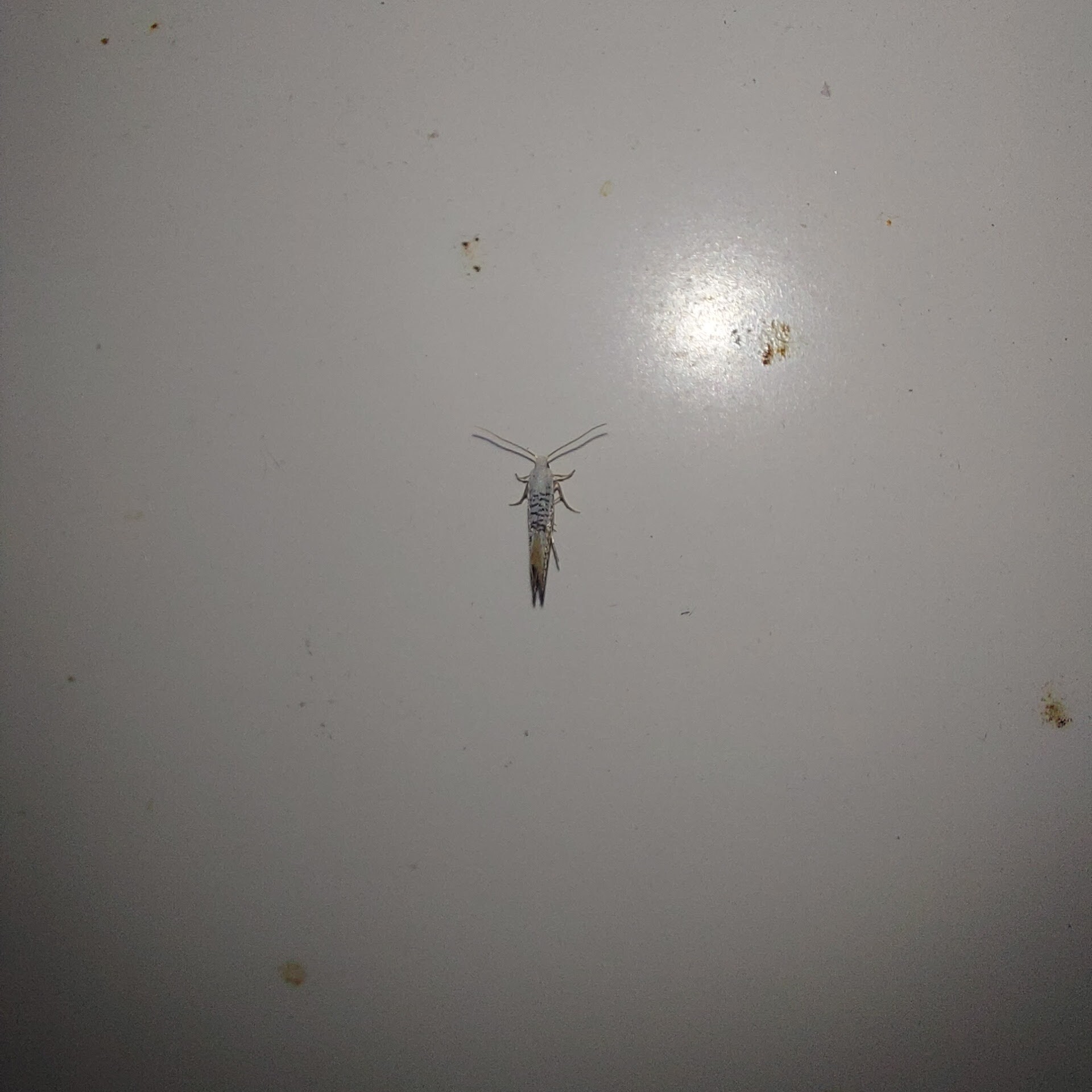 Argyresthia retinella - nyírfahajtás-aranymoly