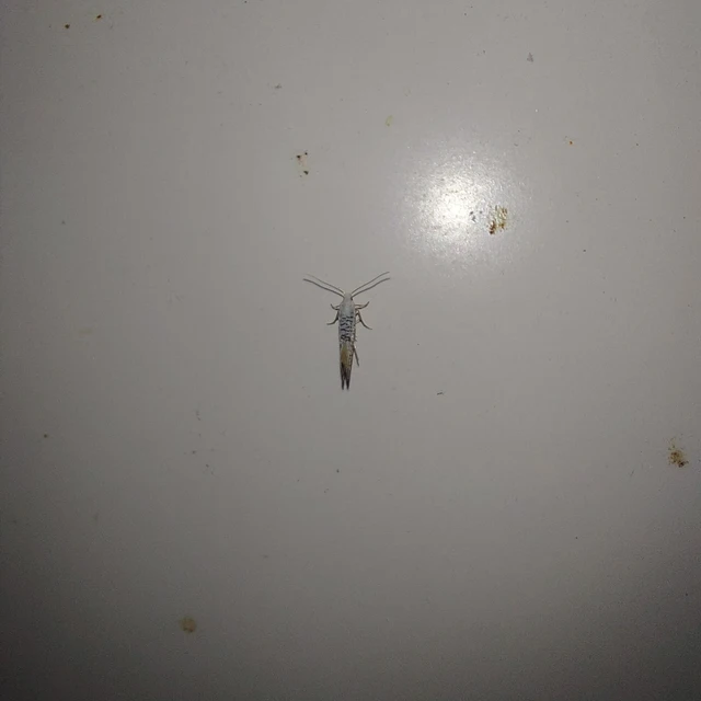 Argyresthia retinella - nyírfahajtás-aranymoly
