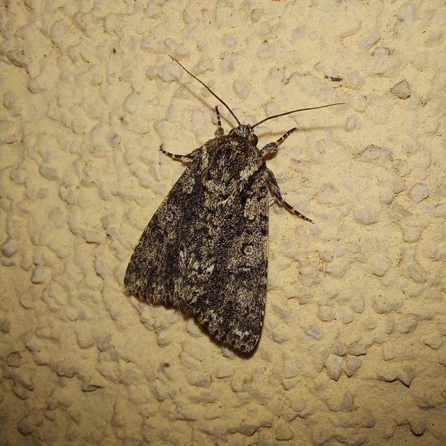Acronicta rumicis - sóska-szigonyosbagoly Acronicta rumicis - sóska-szigonyosbagoly