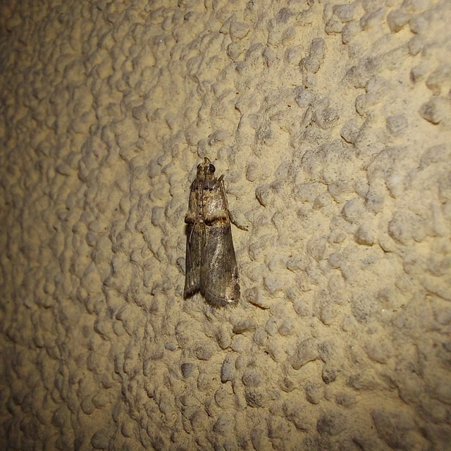 Trachonitis cristella - bokorrágó karcsúmoly