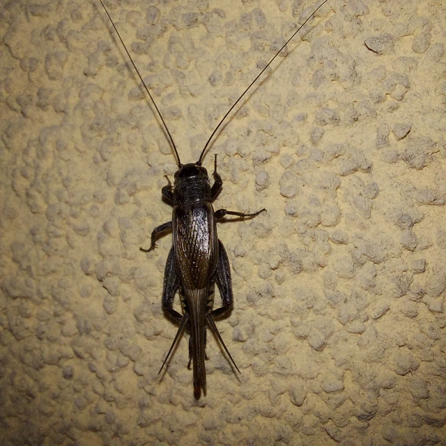 Eumodicogryllus bordigalensis - bordói tücsök