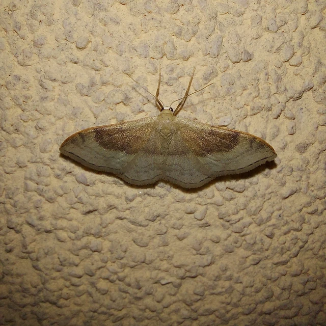 Idaea degeneraria - barnasávos araszoló
