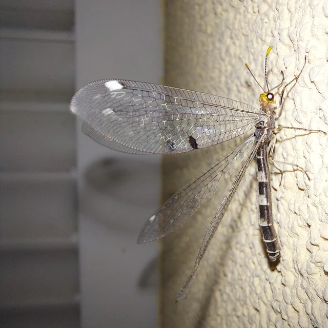 Megistopus flavicornis - kétfoltos hangyaleső