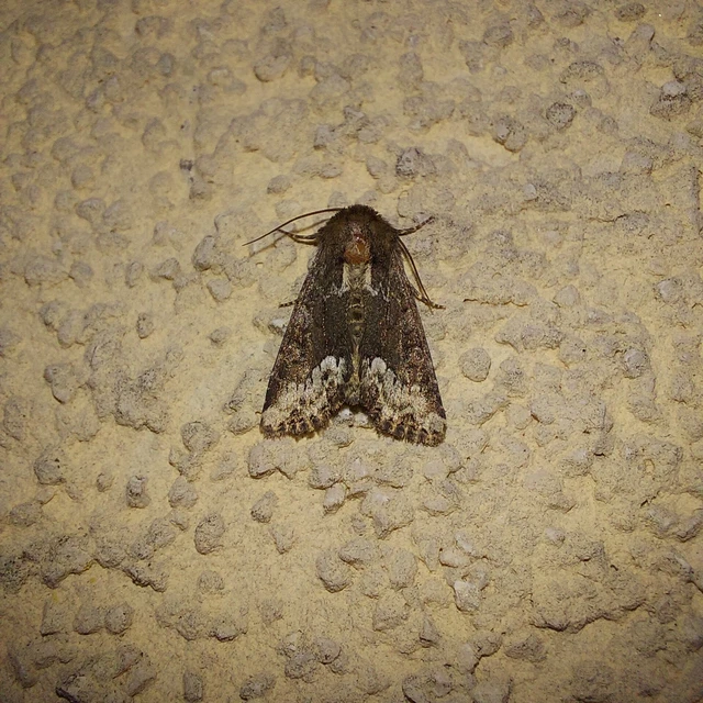 Oligia strigilis - kormos dudvabagoly