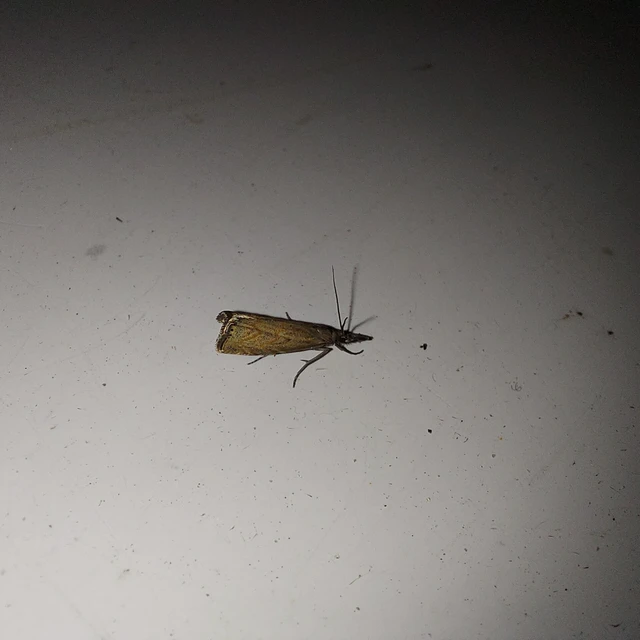 Platytes cerussella - törpe fűgyökérmoly