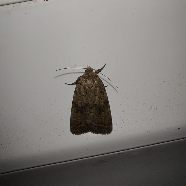 Athetis gluteosa - nyugtalan lápibagoly