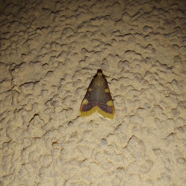 Hypsopygia costalis - szénailonca