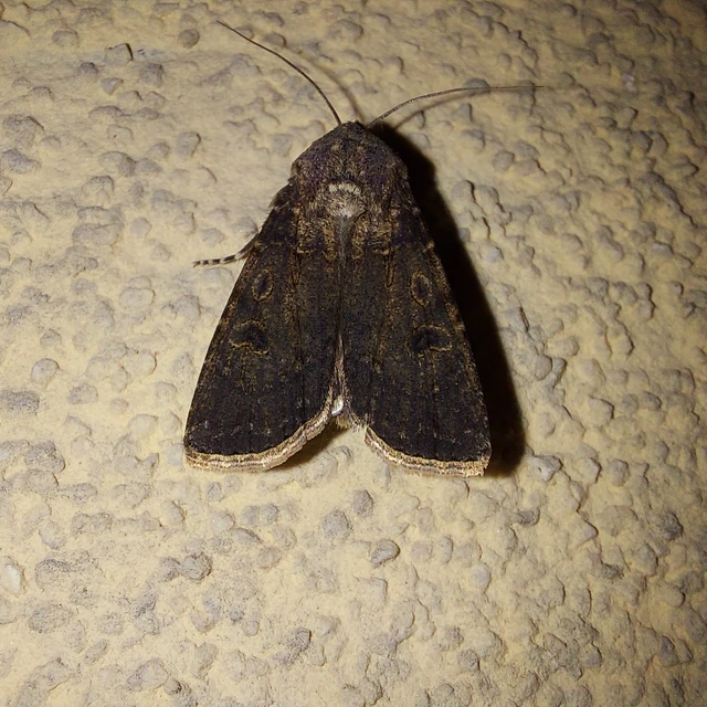 Agrotis segetum - vetési földibagoly