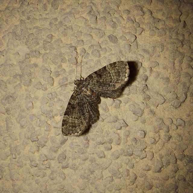 Pasiphila chloerata - hamvas törpearaszoló