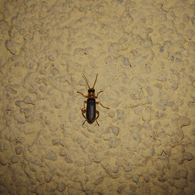 Cantharis lateralis - szegélyes lágybogár