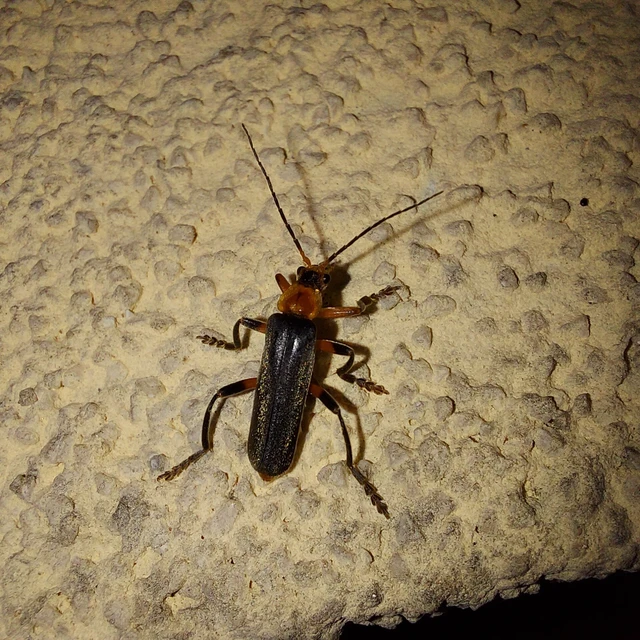 Cantharis livida - mezei lágybogár