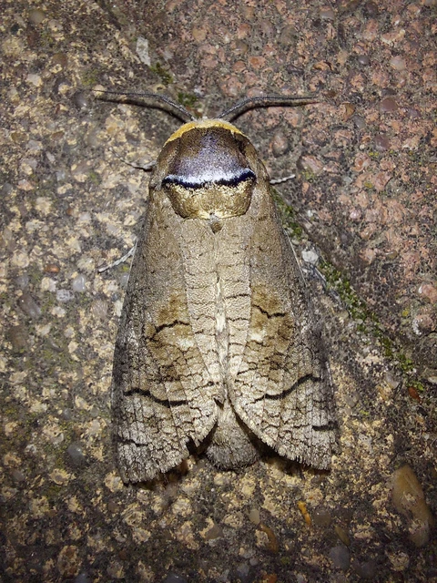 Cossus cossus - fűzfarontólepke