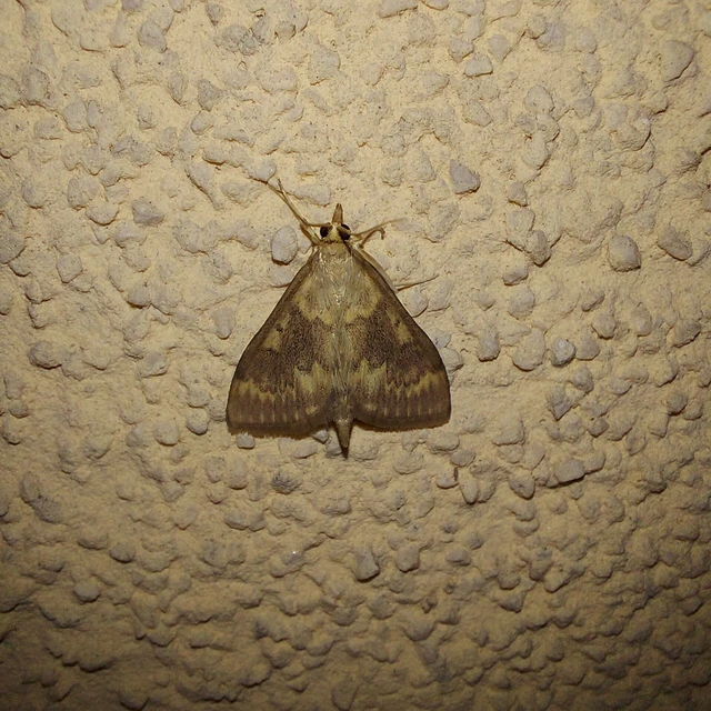 Ostrinia nubilalis - kukoricamoly