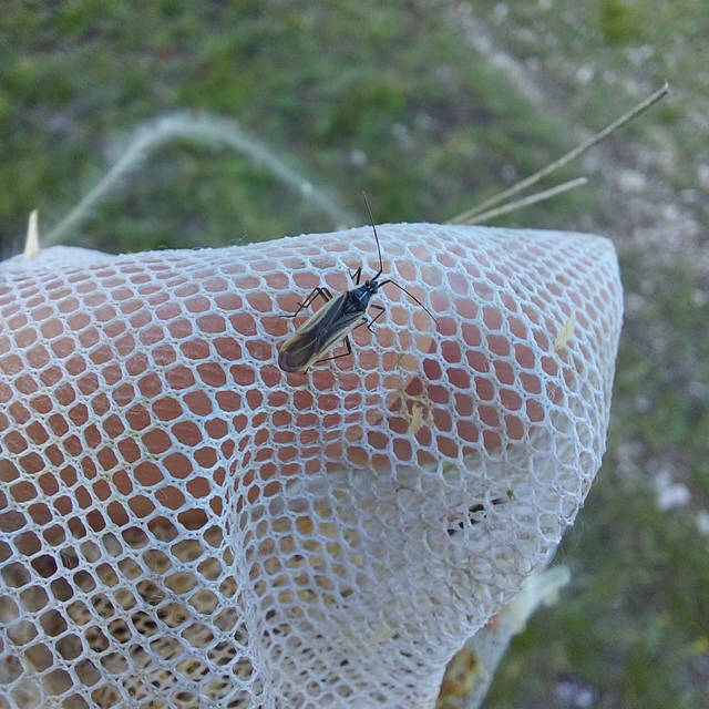 Leptopterna dolabrata - közönséges mezeipoloska