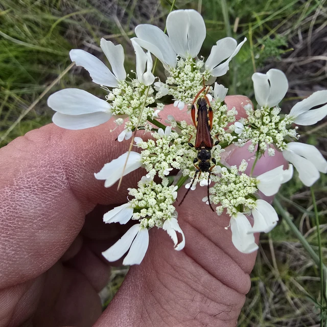 Stenopterus rufus - tarkacsápú keskenyfedőscincér