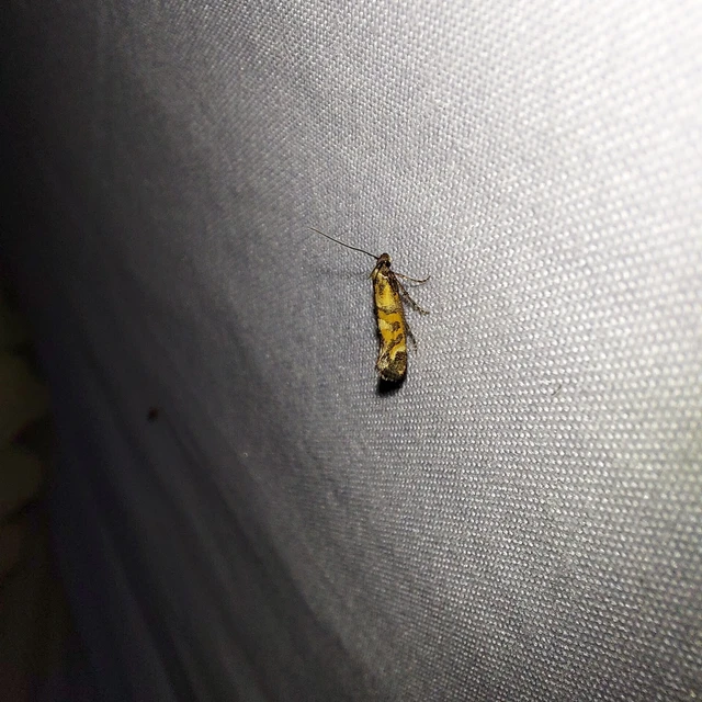 Epermenia pontificella - tarka íveltmoly