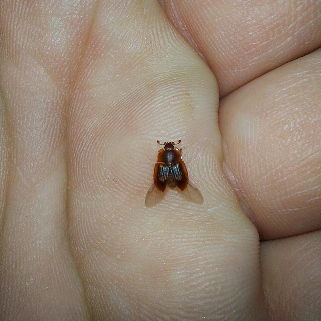 Amphotis marginata - hangyász fénybogár Amphotis marginata - hangyász fénybogár