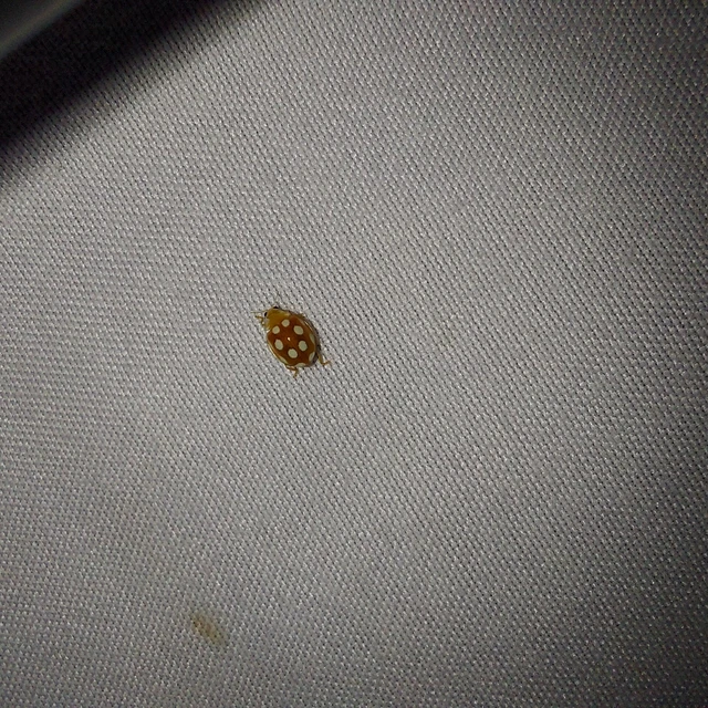 Vibidia duodecimguttata - tizenkétcseppes füsskata