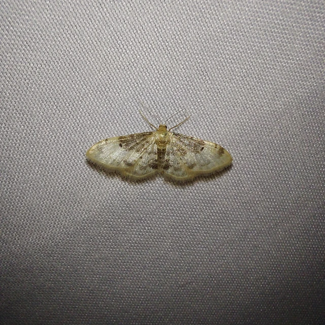 Idaea filicata - sötéttövű apróaraszoló