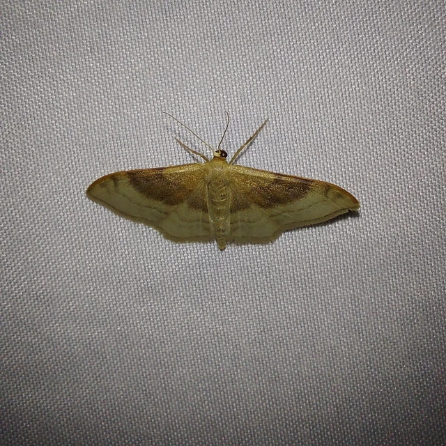 Idaea degeneraria - barnasávos araszoló