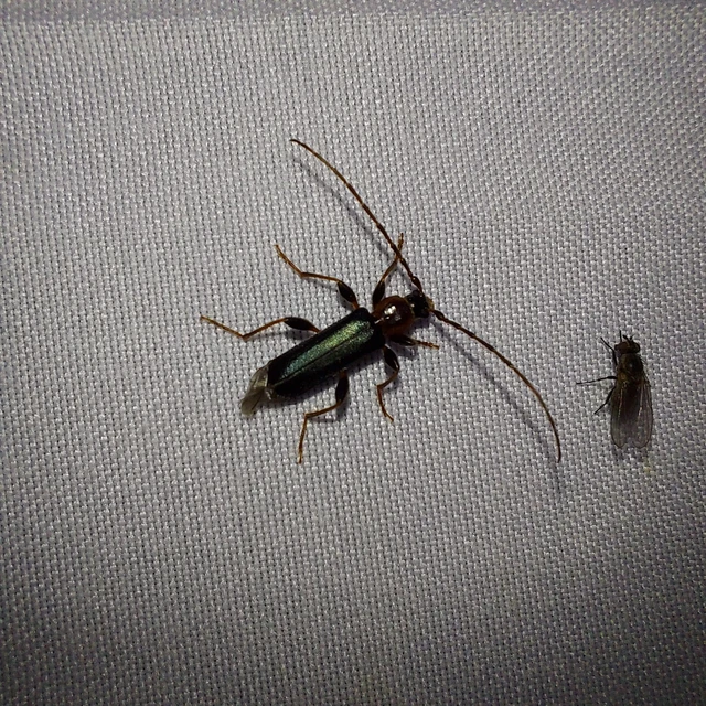 Phymatodes testaceus - változékony korongcincér Phymatodes testaceus - változékony korongcincér