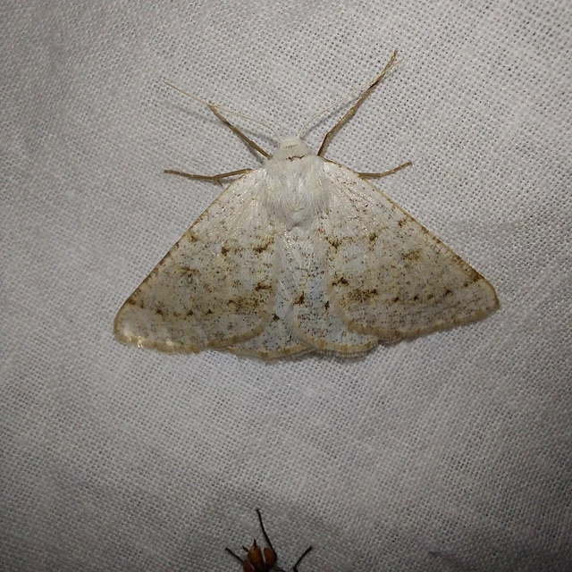 Dyscia conspersaria - sziklaüröm-araszoló