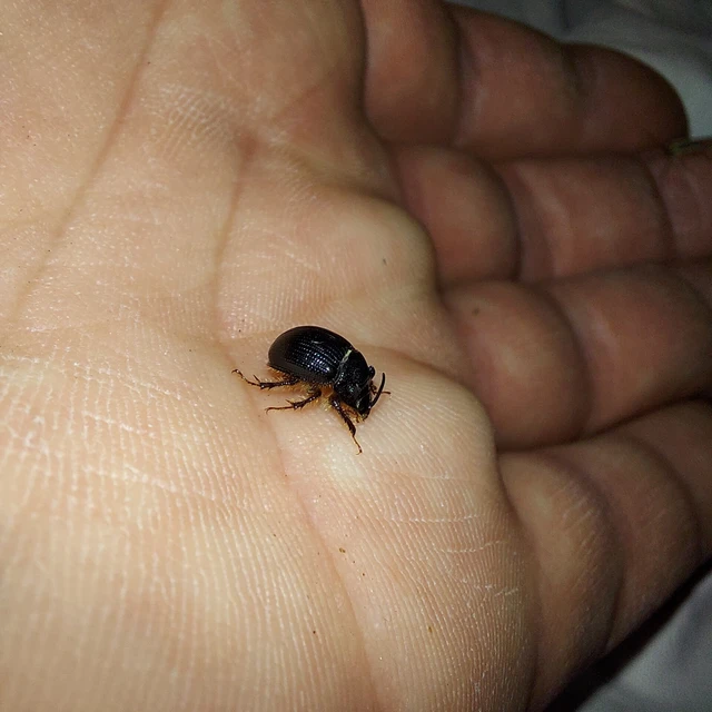 Odonteus armiger - mozgószarvú álganéjtúró
