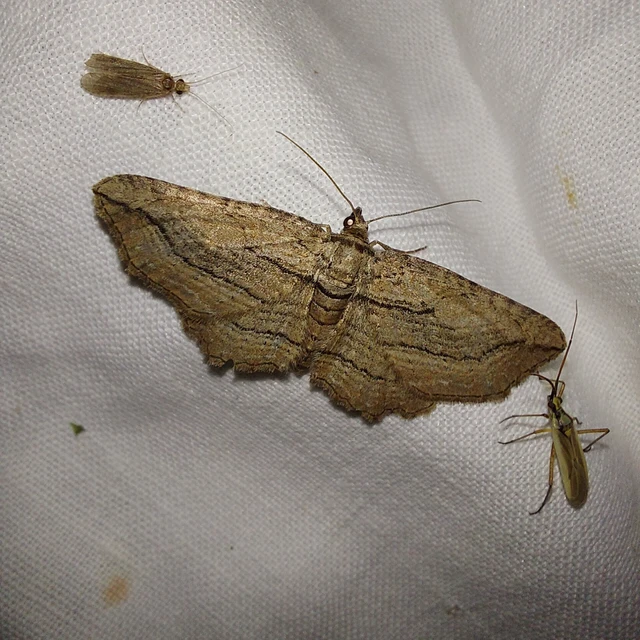 Horisme corticata - barna iszalagaraszoló