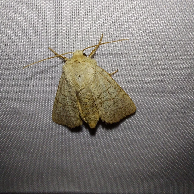 Charanyca trigrammica - háromsávos lombbagoly