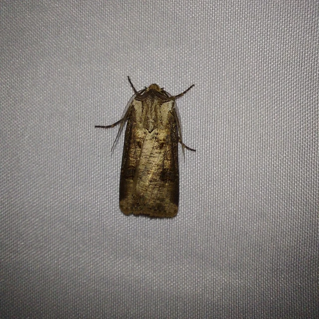 Agrotis clavis - zömök földibagoly