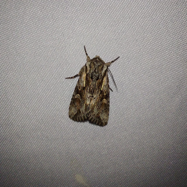 Chloantha hyperici - orbáncfű-sugarasbagoly
