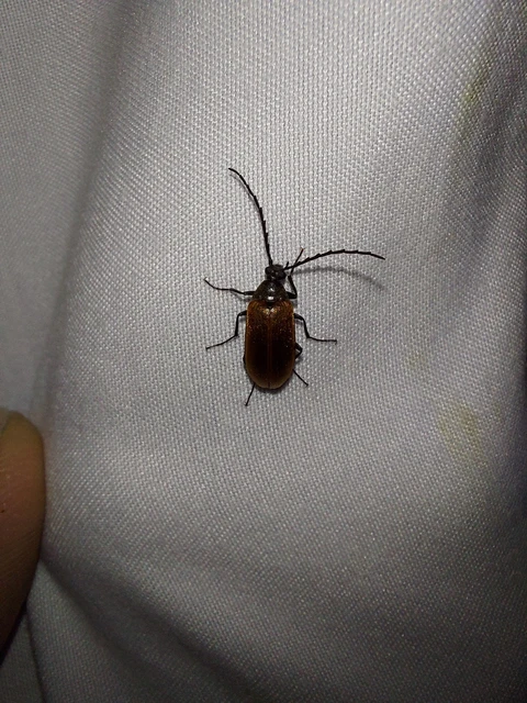 Pseudocistela ceramboides - narancssárga alkonybogár
