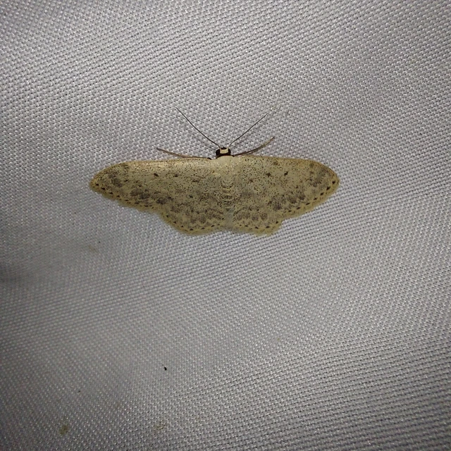 Scopula marginepunctata - pettyes sávosaraszoló