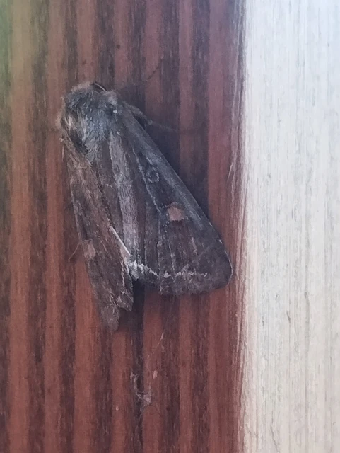 Lacanobia oleracea - saláta-kertibagoly