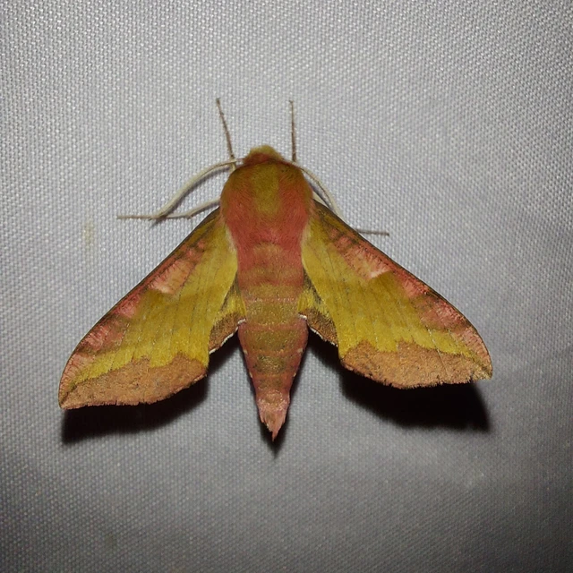Deilephila porcellus - piros szender