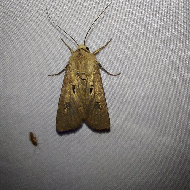 Agrotis exclamationis - felkiáltójeles földibagoly Agrotis exclamationis - felkiáltójeles földibagoly