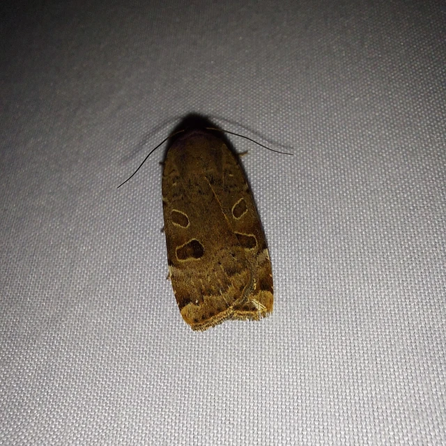 Noctua interposita - köztes sárgafűbagoly