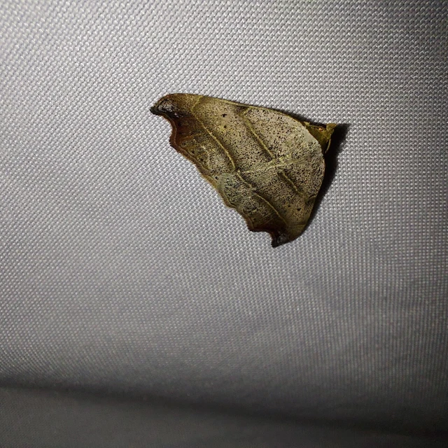 Laspeyria flexula - zuzmóbagoly
