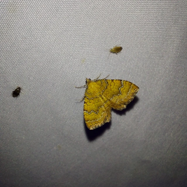 Camptogramma bilineata - kétvonalas sávosaraszoló