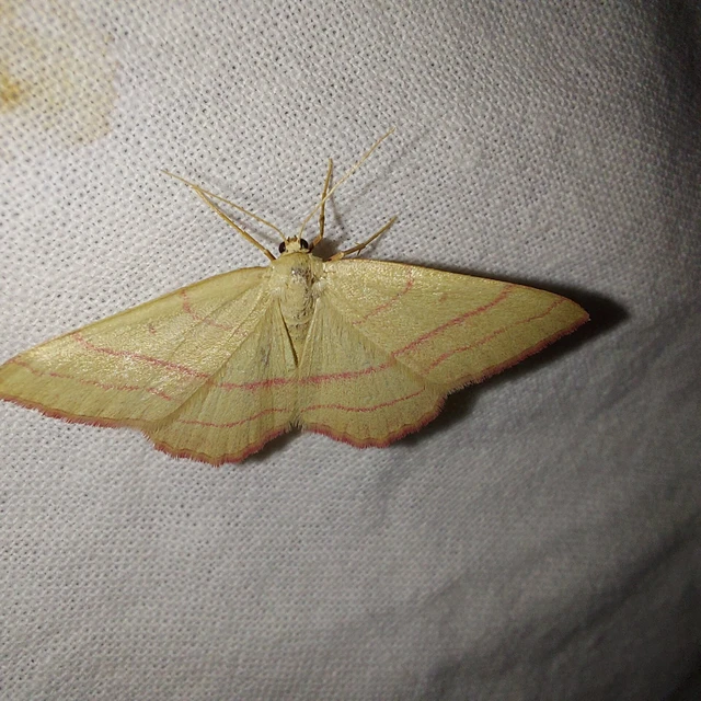Rhodostrophia vibicaria - pirosszélű araszoló