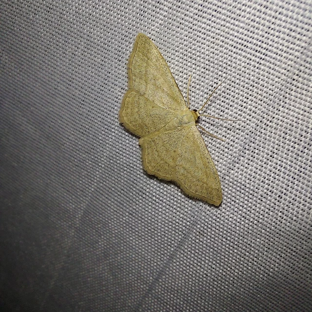 Scopula virgulata - vesszős sávosaraszoló